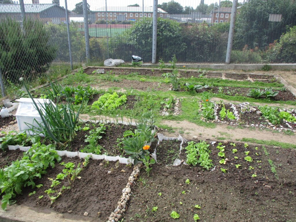 Photograph of the garden allotment, in which several strips of crops and flowers can be seen growing.