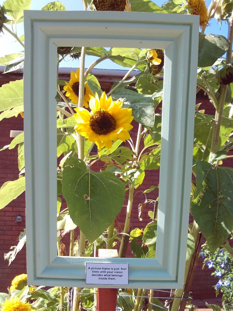 Photograph of a sunflower in the gardens, framed by a wooden frame that has been installed in front of it to make it look like a painting.