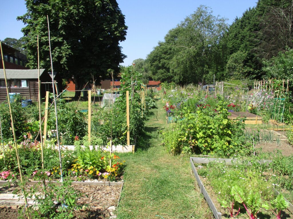 Photograph of the prisoner allotments, a space with lots of beds in which produce is growing, with some mature trees around its borders.