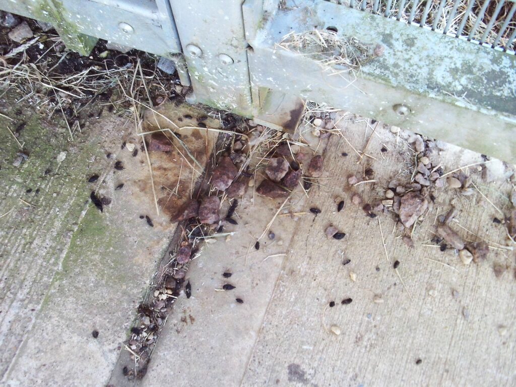 Photograph of an area outside N wing, where numerous vermin droppings are visible.