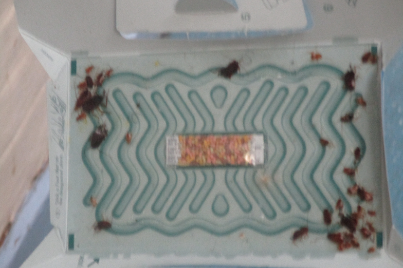 Photograph of a rectangular insect glue trap showing numerous dead cockroaches around its edges.