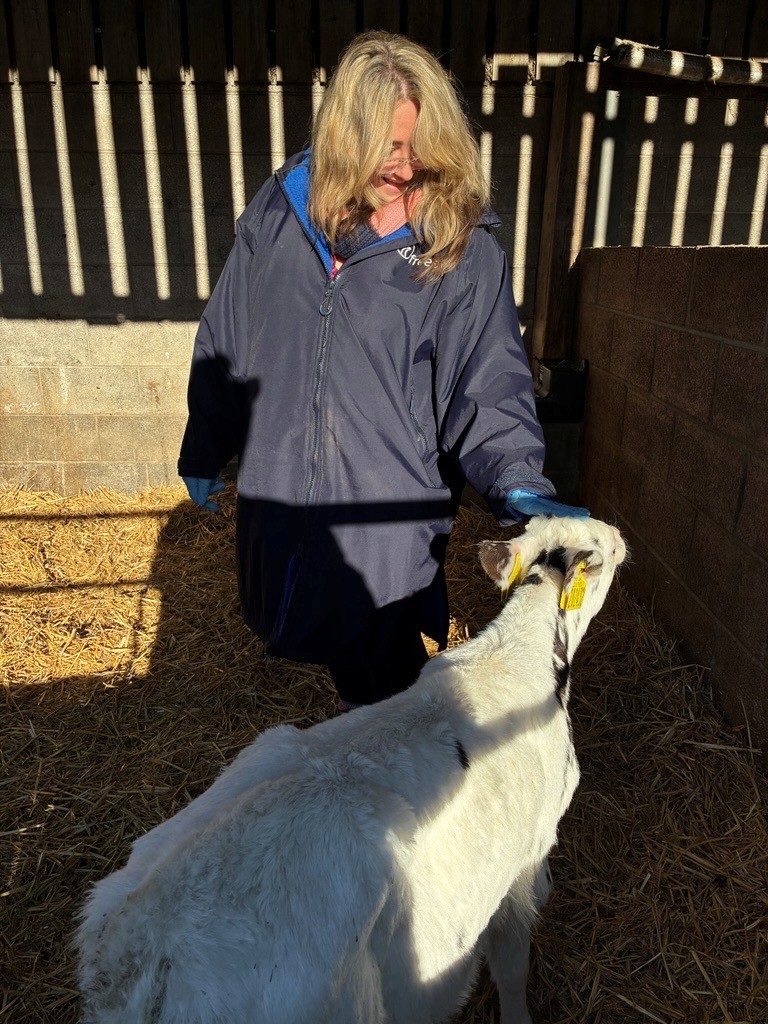 Photo of a cow being fed at the Prescoed Insights25 event