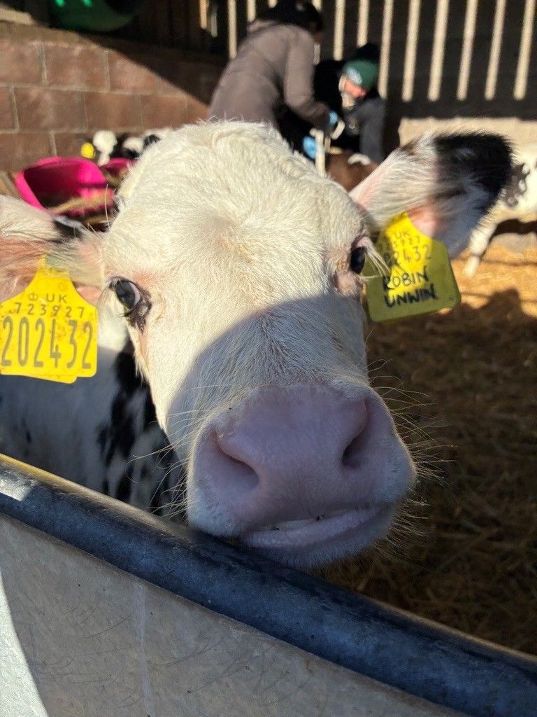 Closeup of a cow at the Prescoed Insights25 event