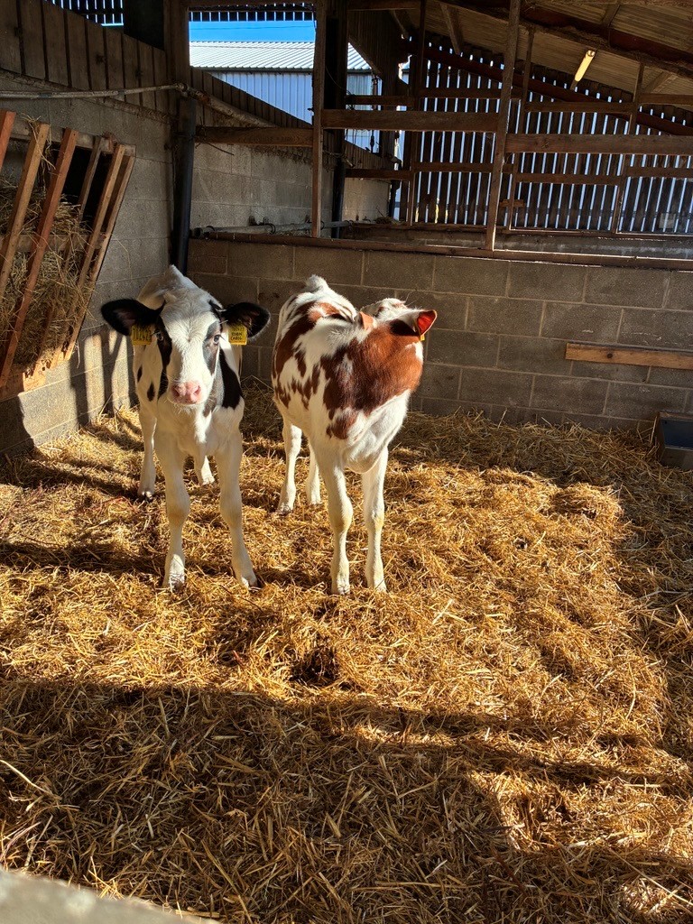 Photo of two cows from the Prescoed Insights25 event