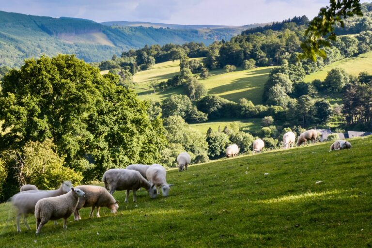 sheep grazing in field